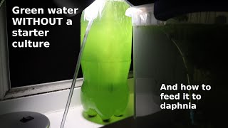 Green Water WITHOUT a Starter Culture  From Scratch  How To [upl. by Ellesig]