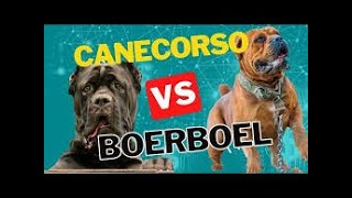 CANE CORSO VS BOERBOEL [upl. by Neerak]