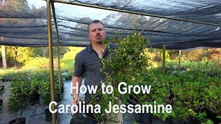 How to grow Carolina Jessamine with a detailed description [upl. by Hewett603]