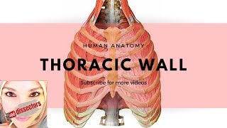 Human Anatomy  Thoracic wall [upl. by Aimas732]