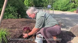 How to Plant Pollinator Garden  Cincinnati Zoo [upl. by Acir]