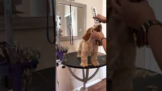 Grooming the Cocker Spaniel Puppy [upl. by Ataliah]