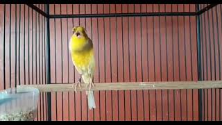 Best Canary Singing  Your canary will sing in 5 minutes [upl. by Angelita]