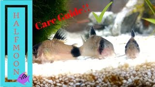 How to Care for Corydora Catfish [upl. by Alael]