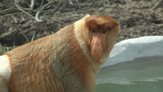 Proboscis Monkeys Borneo [upl. by Tenaej]