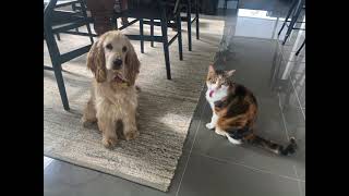 Introducing our Cocker Spaniel Puppy to our Cat [upl. by Savory]