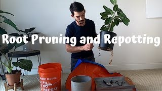 Root Pruning and Repotting my Ficus Audrey Benghalensis [upl. by Ramsay]