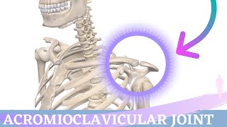 Acromioclavicular Joint Movement  Shoulder Anatomy amp Kinesiology [upl. by Shelton]