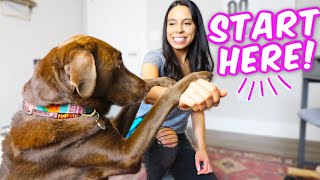 10 EASY DOG TRICKS IN 10 MINS 🐶 Promise theyre easier than you think [upl. by Nahsin]