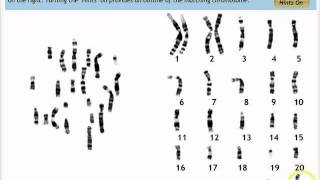 Make a Karyotype [upl. by Chon889]