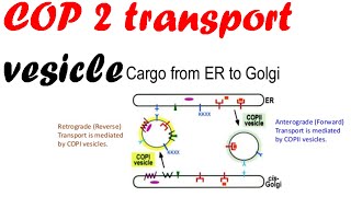 COP 2 transport vesicles  vesicle transport [upl. by Clea779]