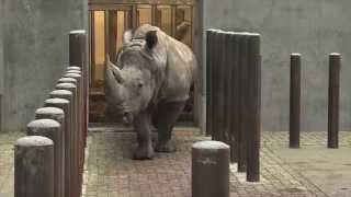 De neushoorns gaan frisse lucht halen  Burgers Zoo Natuurlijk  Arnhem [upl. by Alyce569]