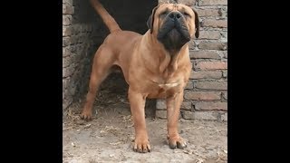 Fantastic SOUTH AFRICAN BOERBOEL Dogs In The World [upl. by Rabin]