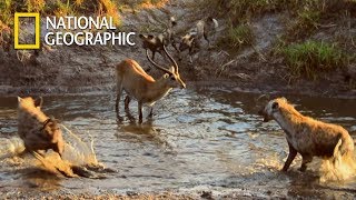 Hyena VS Lycaon Who will take Lamb｜National Geographic [upl. by Jennie668]