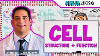 Cell Biology  Cell Structure amp Function [upl. by Higginson]