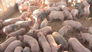 Producing HighQuality Pig Feed [upl. by Lokim]