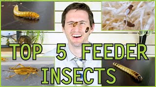 Top 5 Insect Feeders for Reptiles and Amphibians [upl. by Rafaellle]