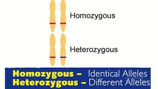 Homozygous vs heterozygous in genetics [upl. by Ardnwahsal135]