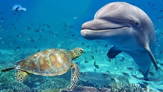 Relaxing Music for Stress Relief Dolphin singing Soothing Music for Meditation Therapy Sleep [upl. by Ecertal]