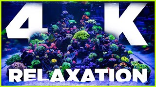 4K Reef Aquarium Relaxation amp Chill 4 HoursWorld Wide Corals [upl. by Helgeson]