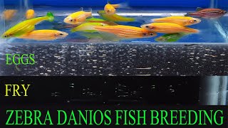 How To Breed Zebra Danios  Green Zebra Danio Fish Breeding [upl. by Uamak]