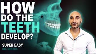 Embryology of the Teeth Easy to Understand [upl. by Giana]