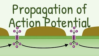 Propagation of Action Potential [upl. by Nolaj]