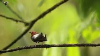 ClubWinged Manakin Dance [upl. by Milon]