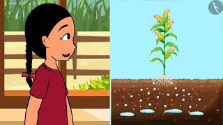 पादपों में पोषण  Part 13  Nutrition In Plants  Hindi  Class 7 Science Chapter 1  TicTacLearn [upl. by Onia]