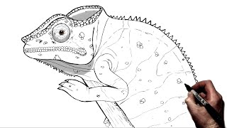 How To Draw A Chameleon  Step By Step [upl. by Abisha]