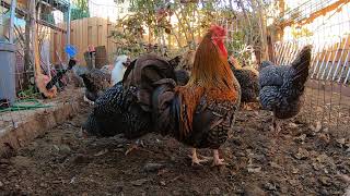 Chickens Making Noise Backyard Chickens Hens Clucking Roosters Crowing [upl. by Ahsin]