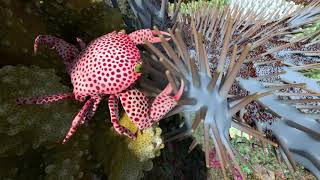 What Animals Live in a Coral Reef  California Academy of Sciences [upl. by Ahsieken745]