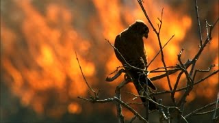 Fire and Feathers  Madagascar w David Attenborough  BBC Earth [upl. by Ayk291]