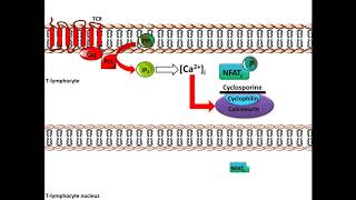 Cyclosporine  Mechanism of Action [upl. by Alena]