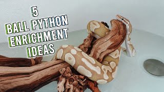 5 Ball Python Enrichment Ideas with Noodle [upl. by Okimuk]