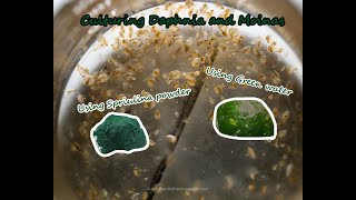 How To Culture Daphnia and Moinas using Green Water Spirulina powder [upl. by Husein]