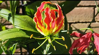 How to grow and bloom Gloriosa superbarotschildiana  GloryFlame Lily in UK a very exotic flower [upl. by Assiluy]