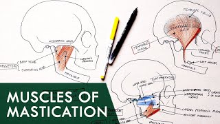 Muscles of Mastication  Anatomy Tutorial [upl. by Grae]