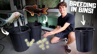 Breeding CORYDORAS in BINS [upl. by Supmart513]