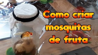 Cómo criar mosquitas de fruta [upl. by Savvas881]