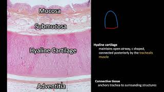 Histology  Trachea [upl. by Yrrek]