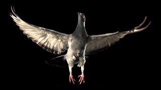 Slow Motion Pigeon Flight  BBC Earth [upl. by Gudren]