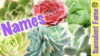 Useful Succulent Identification  Names of Succulents [upl. by Ahsitak165]