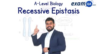 Recessive Epistasis  ALevel Biology [upl. by Bertasi]