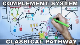 Complement System  Classical Pathway [upl. by Licha]