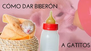 CÓMO DAR BIBERÓN A UN GATITO  Gato recién nacido o gato lactante [upl. by Leesen]