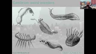 Wonderful Cambrian Beasts [upl. by Bunce]