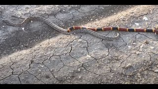 Coral Snake Vs Not Milk Snake probably Prairie King Snake South Texas [upl. by Jefferey120]