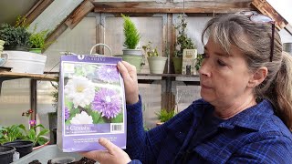 Plant Bare Root Clematis in Pots [upl. by Woolley]