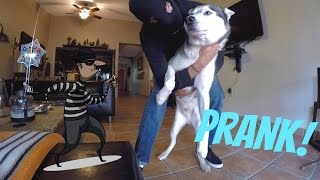 Burglar PRANK on my Dog  Are Huskies Good Guard Dogs [upl. by Silsby]